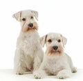 White miniature schnauzer puppies