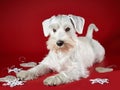 White miniature schnauzer puppy Royalty Free Stock Photo