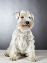 White miniature schnauzer puppy Royalty Free Stock Photo