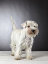 White miniature schnauzer puppy Royalty Free Stock Photo