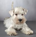 White miniature schnauzer puppy Royalty Free Stock Photo