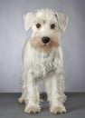 White miniature schnauzer puppy Royalty Free Stock Photo