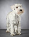 White miniature schnauzer puppy Royalty Free Stock Photo