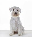 White miniature schnauzer puppy Royalty Free Stock Photo