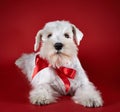 White miniature schnauzer puppy