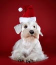 White miniature schnauzer puppy