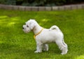 White miniature schnauzer puppy Royalty Free Stock Photo