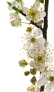 White mirabelle flowers Royalty Free Stock Photo