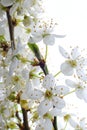 White mirabelle flowers Royalty Free Stock Photo