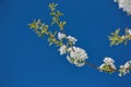 White mirabelle or Prunus Domestica flowers blossoming on a plum tree in a garden from below. Closeup of fresh and Royalty Free Stock Photo