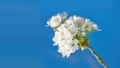 White mirabelle or Prunus Domestica flowers blossoming on a plum tree in a garden from below. Closeup of fresh and Royalty Free Stock Photo