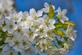 White Mirabelle or Prunus Domestica flowers blossoming on a plum tree in a garden in springtime from below. Closeup of Royalty Free Stock Photo