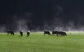 White mist beautiful green pasture and herd cows and black and mountain and sunshine Royalty Free Stock Photo