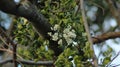 White Mistletoe berries in winter on tree with green leaves