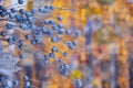 White mistletoe on the Christmas decoration. Bokeh background of garland yellow lights, copy space Royalty Free Stock Photo