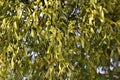 White mistletoe plant hanging on the branch