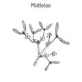 White mistletoe Viscum album or European mistletoe or common mistletoe