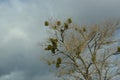 White mistletoe, Viscum album, on tree branches in winter.