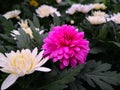 White mix rose red chrysantemum Royalty Free Stock Photo
