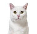 White mixed-breed cat facing at the camera(2 years old), isolate Royalty Free Stock Photo