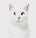 White mixed-breed cat facing at the camera(2 years old), isolate Royalty Free Stock Photo