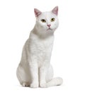 White mixed-breed cat 2 years old, isolated