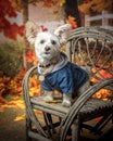 White Mixed Breed dog in a outdoor fall setting