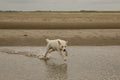 A white mixed breed dog runs through the water of a pril at the north sea Royalty Free Stock Photo