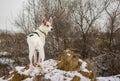 White mixed breed dog watching nearest to his home territory standing on a loamy hillock