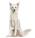 White mixed breeded dog sitting, isolated