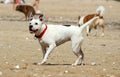 White mixed dog on the beach. Royalty Free Stock Photo