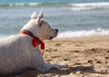 White mixed dog on the beach. Royalty Free Stock Photo