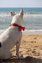 White mixed dog on the beach. Royalty Free Stock Photo