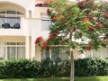 White modern cottage, villa, house, building and green tree with red flowers, royal delonis and shrubs plants on the tropical sea Royalty Free Stock Photo