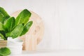 White modern kitchen decor with beige natural wooden dish, utensils, green plant on wood background.