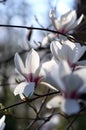 White mognolia flowers in the spring sinshine