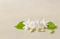 White mogra or arabian jasmine or Jasminum sambac flower Buds on Beige background