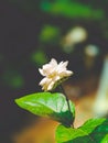 White mogra flower focused Royalty Free Stock Photo