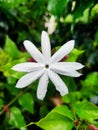 White mogra flower having raindrops on it