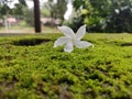 White Mogra flower