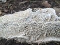 The white mold of rotten trees has a distinct pattern and a hard mold structure spreading over the surface of the rotten wood