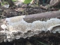 The white mold of rotten trees has a distinct pattern and a hard mold structure spreading over the surface of the rotten wood