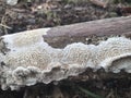 The white mold of rotten trees has a distinct pattern and a hard mold structure spreading over the surface of the rotten wood