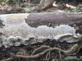 The white mold of rotten trees has a distinct pattern and a hard mold structure spreading over the surface of the rotten wood
