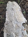 The white mold of rotten trees has a distinct pattern and a hard mold structure spreading over the surface of the rotten wood