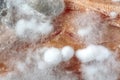 White mold of vegetables, fruits Sclerotinia sp