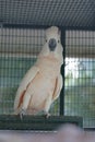 White moluccan cockatoo Royalty Free Stock Photo