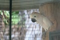 White moluccan cockatoo Royalty Free Stock Photo