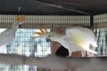 White moluccan cockatoo Royalty Free Stock Photo