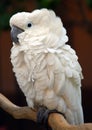 White Moluccan Cockatoo parrot bird